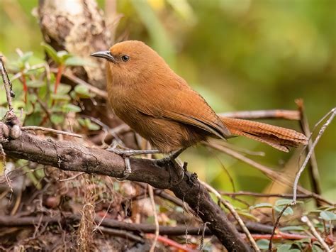 Rufous Wren - Cinnycerthia unirufa - Birds of the World