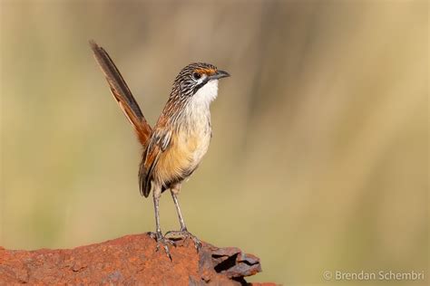 Rufous grasswren - Facts, Diet, Habitat & Pictures on Animalia.bio