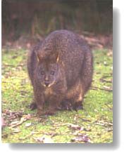 Rufous-bellied Pademelon Department of Natural Resources …