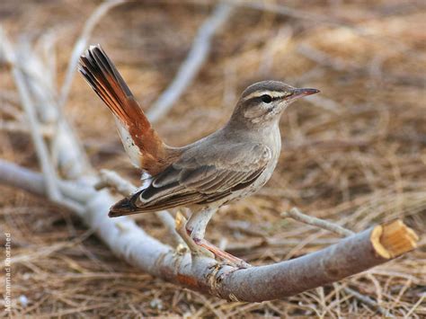 Rufous-tailed or African Scrub-Robin - avibase.bsc-eoc.org