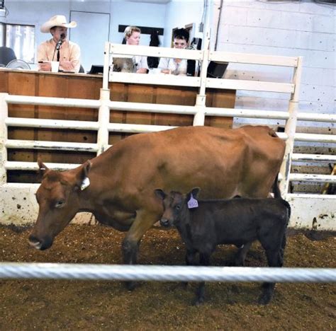 Yesterday's market report is below. Our next regular sale is Monday, April 29th consisting of mostly weigh-up cattle. Our next replacement special will be May 20th in conjunction with our yearly all...