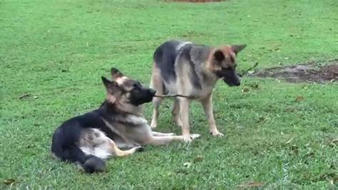 Ruger playing with German Shepherd puppy - YouTube