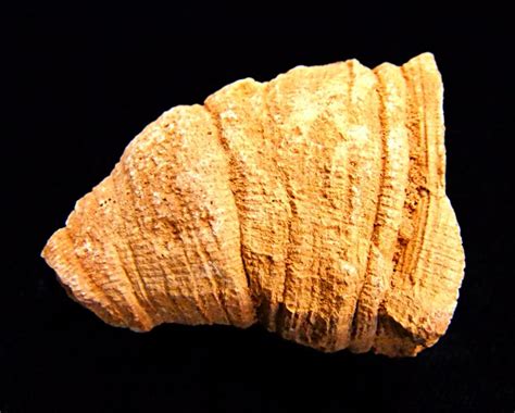 In the evolutionary history of animal life this radiation was second only to the “Cambrian explosion” in importance. The new Paleozoic fauna created by the “Ordovician radiation” dominated the seas for the next 230 million years. Pandemic species of planktonic graptolites and conodontes appear in the fossil record during this Period.. 