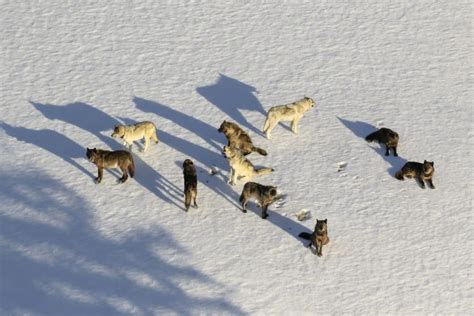 Rule allowing wolf kills in Colorado will also green light reintroduction, supporters say