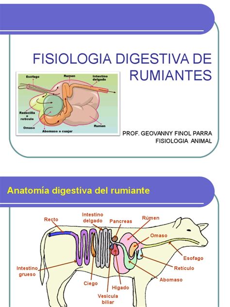Rumiante, el   fisiologia digestiva y nutricion. - Manuale di riparazione cambio automatico online.