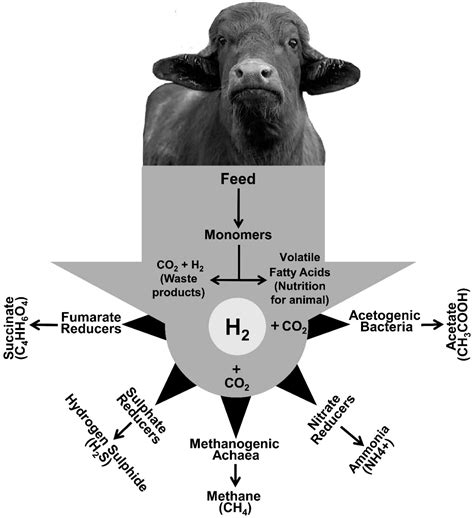 Ruminal methane production: Associated microorganisms and the …