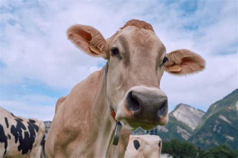 Ruminants Boehringer Ingelheim