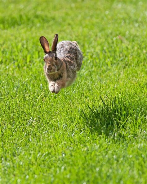 Although pet rabbits aren’t as fast as their wild cousins, they still have an average running speed of about 30 mph. In comparison, wild rabbits can run between 35 and 45 mph due to their greater need to escape predators and greater muscle power built by constant use. Domestic rabbits have much safer lives and …. 