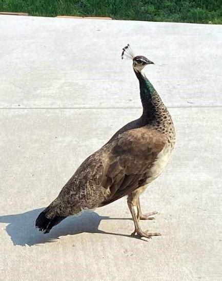 Runaway peacock spotted in Washington County yard, deputies looking for owners