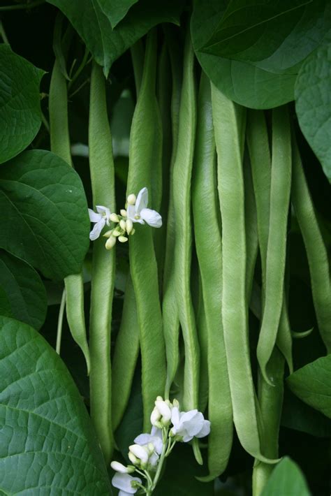 Runner Bean White Lady – Kings Seeds Direct