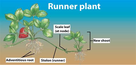 Runner stem.  Characteristics of Runners Runner Sucker: The underground ...