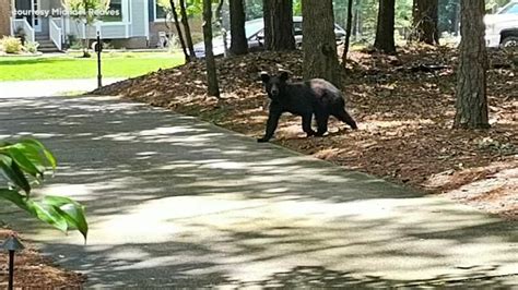 Runner survives harrowing, bloody encounter with momma bear protecting her cub