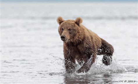 Running Bear GIFs - Find & Share on GIPHY