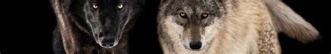 Running With Wolfdogs - YouTube