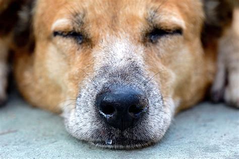 Runny Nose in Dogs - Symptoms, Causes, Diagnosis, Treatment, …