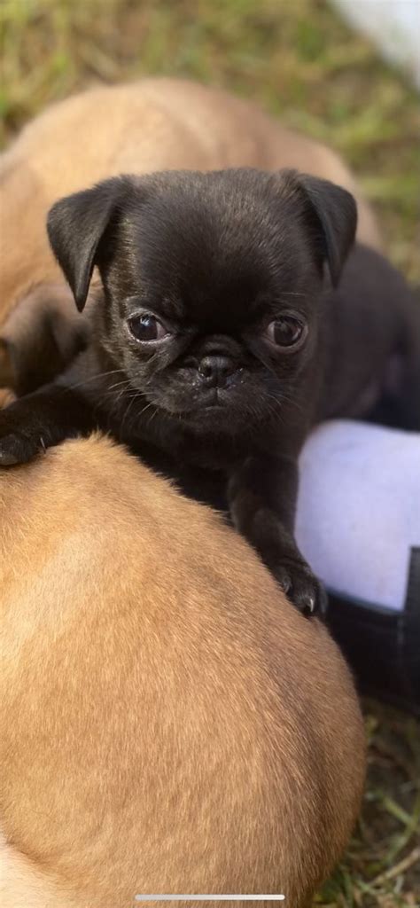 Runt Pug Puppies For Sale