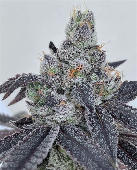 Runtz buttons strain. This strain is a premium USA variety that boasts one of the most delicious flavors and aromas in the cannabis world. Royal Runtz is 27% THC, making this strain an ideal choice for experienced ... 