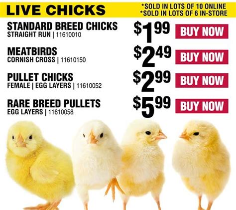 Shop for Chickens at Tractor Supply Co. Buy online, f
