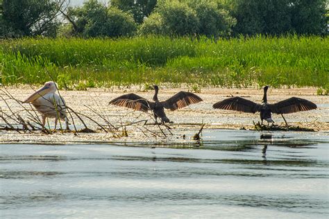 Rusalii 2024 in Delta Dunarii - ViziteazaDelta.ro