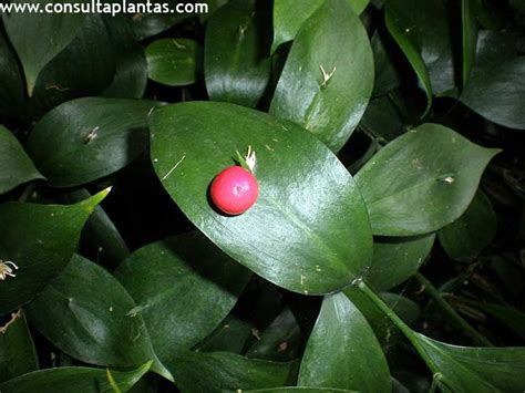 Ruscus hypoglossum o Laurelillo Cuidados - Consulta Plantas