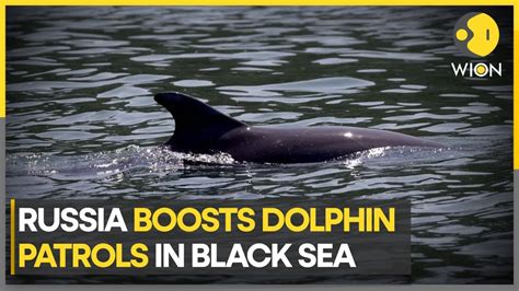 Russia boosts dolphin patrols to protect Crimea naval base