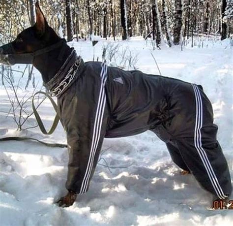Xxx Massage Dog - th?q=Russia doggy style
