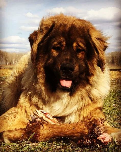 Russian Bear Dog - animalsaroundtheglobe.com