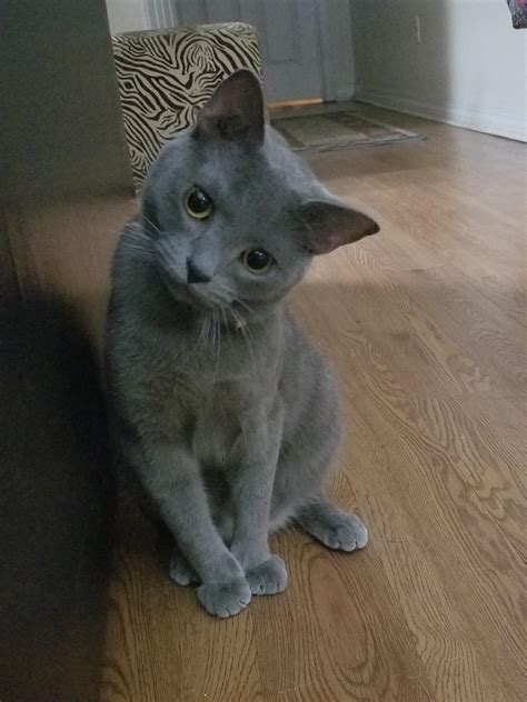 Russian Blue Rescue Cats for Adoption near Austin, Texas