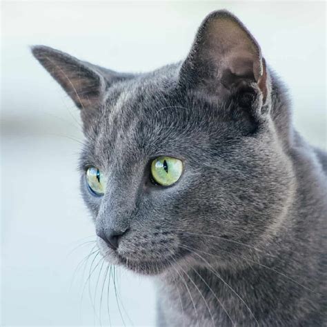 Russian Gray Cat