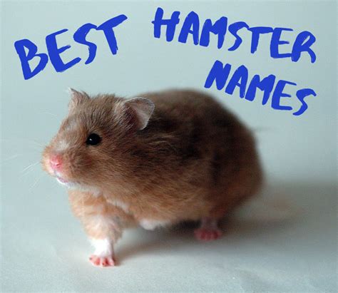 Russian Hamster Names - 70+ Name Ideas For Russian Hamster