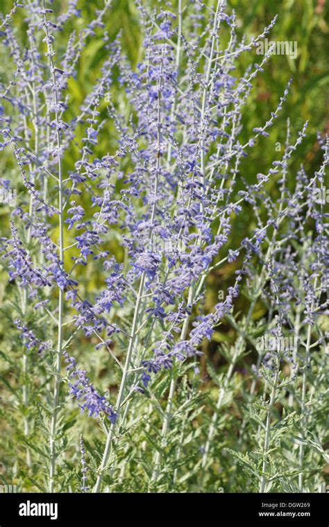 Russian Sage Photos Pictures, Images and Stock Photos