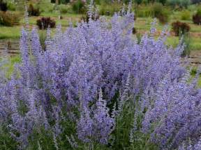 Russian Sage Plants - How To Grow And Care For …