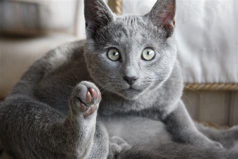1. Korat. This blue-coated cat hails from Thailand, with 