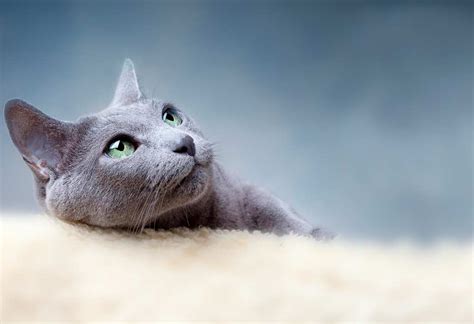 Russian blue kittens - Main page - Russian Blue`zz Cattery