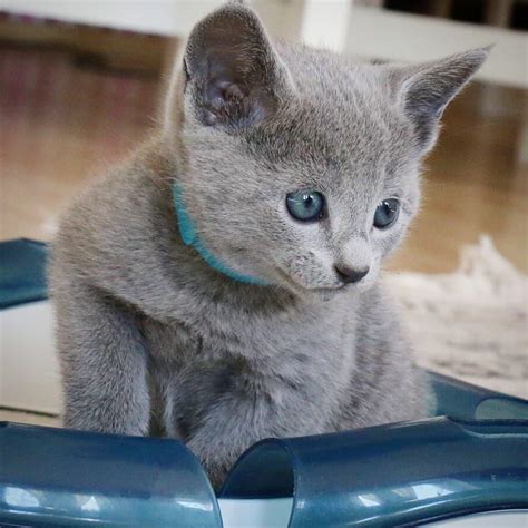 Russian blue kittens for sale craigslist. Find used cars, used motorcycles, used RVs, used boats, apartments for rent, homes for sale, job listings, and local businesses on Oodle Classifieds. Find Russian Blues for Sale in Atlanta on Oodle Classifieds. Join millions of people using Oodle to find kittens for adoption, cat and kitten listings, and other pets adoption. 