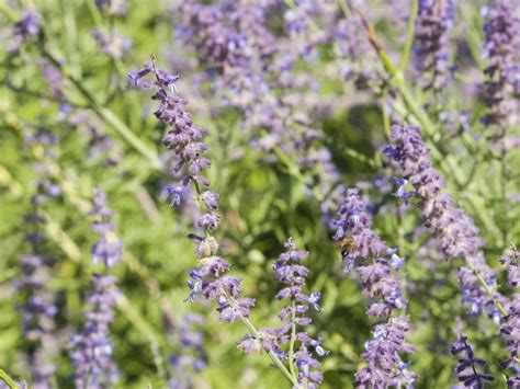 Russian sage in containers