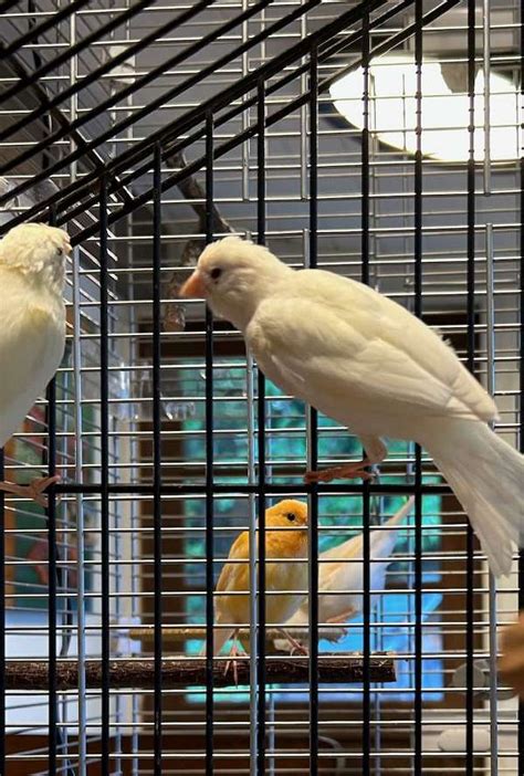 Russian singer canary for sale. .  <a href=https://mkgem.ru/zc6gxnb/house...