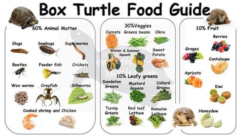 Russian tortoise diet. Turnip greens. Mustard greens. Kale. Collards. Spring Mix (mixed salad greens) cabbage (fed on occasion) Don’t feed the same food day everyday…. Mix varieties of food, and choose a different green as the basis every few days. OTHER GOOD CHOICES of greens and weeds that are tortoise safe for Russian tortoises. 