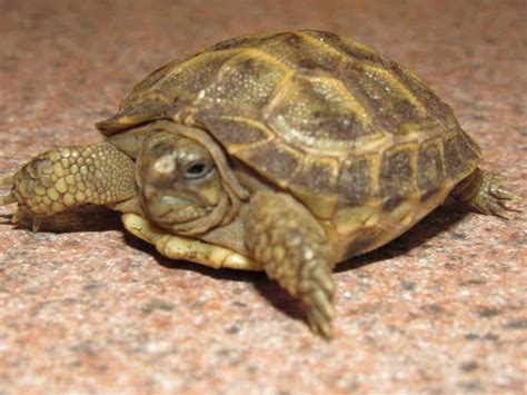 Russian tortoise for sale. The russian tortoise for sale is probably the most common small tortoise for sale in the world. The russian tortoises for sale online are usually WILD CAUGHT adults and NOT Recommended for purchase. Please rest assured that CBReptile.com sells only CAPTIVE BRED baby russian tortoises for sale online. The russian tortoises sold at pet stores are ... 