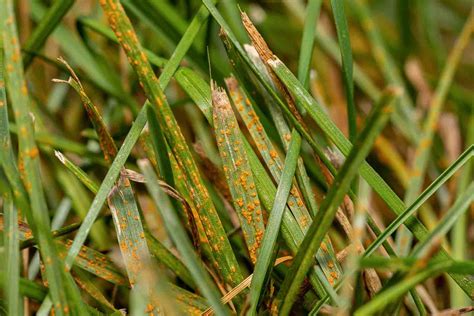 Rust Turns Lawns Orange - University of Illinois Extension