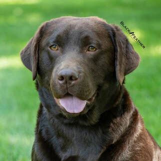 Rustic ridge labradors. Labrador Retrievers can suffer from various eye problems, such as progressive retinal atrophy, keratoconjunctivitis sicca, conjunctivitis, cataracts, retinal dysplasia, and entropion. Learning how to identify the symptoms of these conditions is a smart way to help your dog avoid long-term pain and illness. Let’s review some of the most common ... 