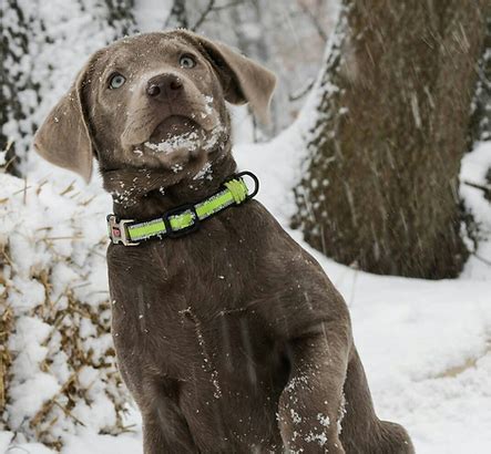 Rustic silver labs. Rustic Ridge Labradors reserves 1-2 puppies from each little to carry on our line. Complete a. to be considered for our waiting list for future litters. Everyone is ALWAYS asking what toys we recommend for labs. A Jolly … 