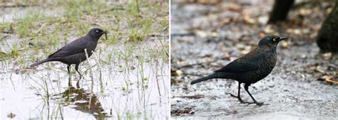 Rusty blackbird ontario.ca