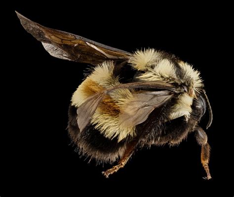 Rusty bumblebee. On 11 January, the U.S. Fish and Wildlife Service (USFWS) published a rule to list the rusty patched bumble bee, Bombus affinis, as endangered under the federal Endangered Species Act. Thanks to ... 