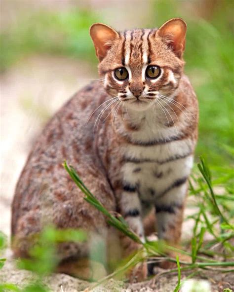 Rusty spotted cat for sale. 65. 3.3M. A fun fact about the rusty-spotted cat is that it holds the title of being the world's smallest wild cat species! These adorable felines are native to the Indian subcontinent and are known for their petite size, measuring only about 35 to 48 centimeters (14 to 19 inches) in length, excluding the tail. 