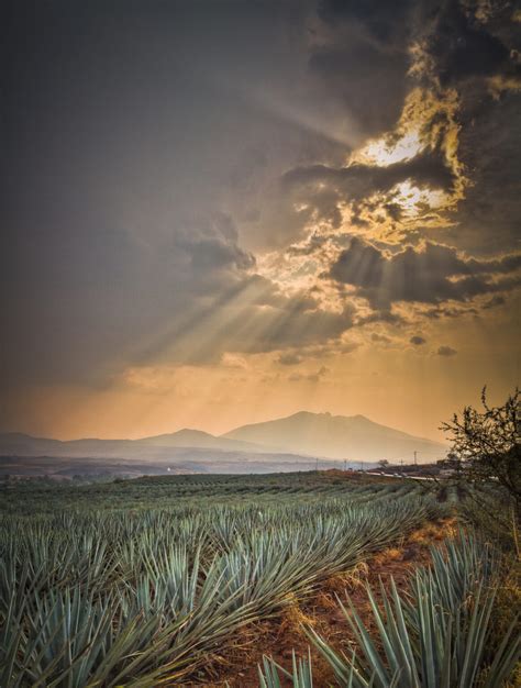 Ruta del Tequila GDLGo Guadalajara Turística