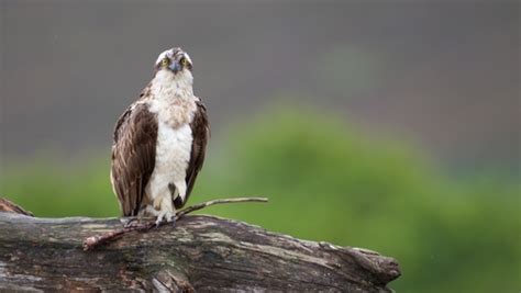 Rutland Osprey Project The Wildlife Trusts