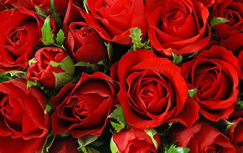 Ruze. Uredimo Vašu baštu zajedno, pozovite nas: +381 (0) 63 / 8106 - 269. Sa sadnicama ruža iz našeg rasadnika, Vaš vrt će bukvalno procvetati. Ruže su najlepši ukras bašte. Tome svedoči i duga istorija gajenja ruža od preko 5.000 godina, kao i brojni pasionirani ljubitelji i uzgajivači. Kada ljudi nekom cvetu poklone toliko vremena i ... 