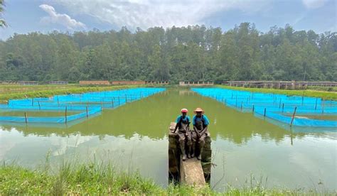 Rwanda Seeks to Double Production at Kigembe Fish Farming …