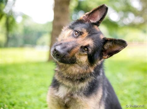 Síndrome vestibular canina: veterinário neurologista explica tudo …